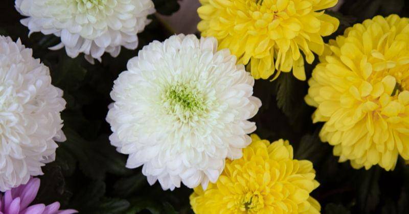 Freepik/pvproductions